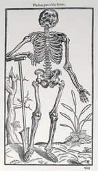La parte delantera de los huesos, lámina de The Historie of Man publicada por John Banister (1540-1610), 1578