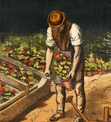 El Jardinero, 1867