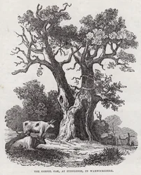 El Roble del Evangelio, Stonleigh, Warwickshire