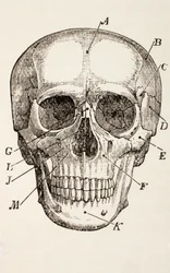 El Cráneo Humano, c.1890