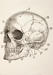 El Cráneo Humano, c.1890