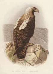 El águila imperial, Aquila Imperialis (litografía en color)