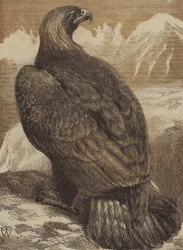 El Rey de las Montañas (grabado en color)