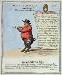 El cerdo erudito