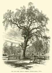 El Viejo Olmo, Boston Common, derribado en 1876
