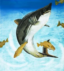 El marrajo, un tipo de tiburón