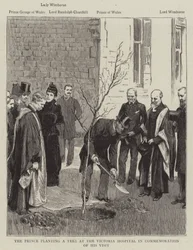 El príncipe plantando un árbol en el Hospital Victoria en conmemoración de su visita