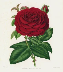 El jardín de rosas: Gran Mogul, HP