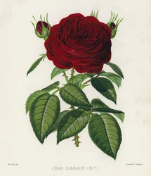 El jardín de rosas: Jean Liabaud, HP