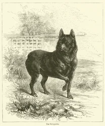 El Schipperke