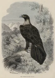 El águila de cola en cuña