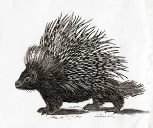 El puercoespín crestado (Hystrix cristata), de una estampa del siglo XVIII (grabado)