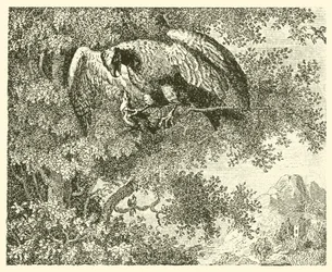 El halcón y el ruiseñor (grabado)