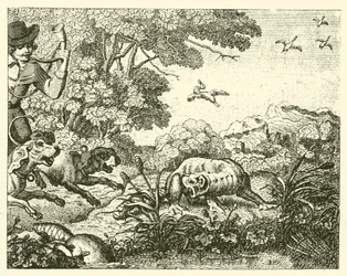 El castor cazado (grabado)