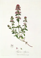 Tomillo, Thymus vulgaris, publicado por el Dr. Woodville
