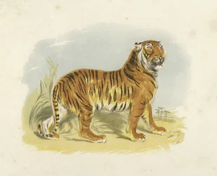 Tigre
