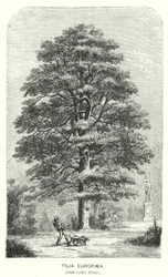 Tilia Europaea, El Árbol de Lima (grabado)