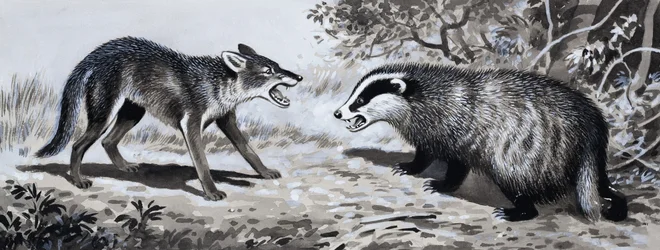 Diente y Garra: Animales en Combate