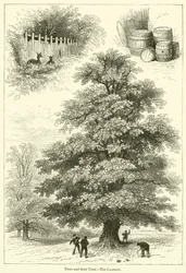 Árboles y sus usos, El castaño