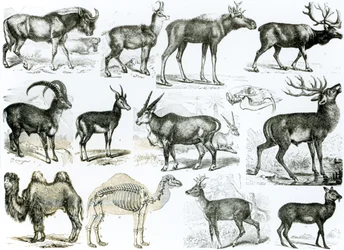 Ungulados o Animales con Pezuñas