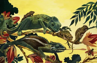 Lagartos no Identificados