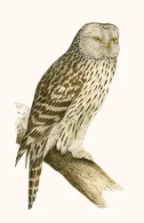 Búho ural, ilustración de 