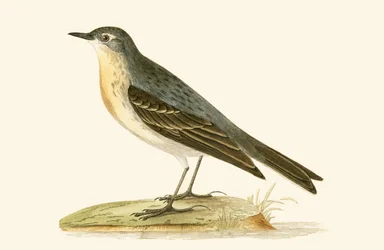 Pipit de Agua, ilustración de 