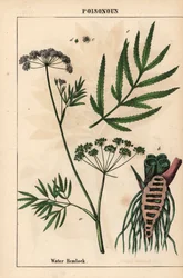 Cicuta de agua que muestra las hojas, la estructura de la raíz y las flores. Cicuta virosa   , de "The Instructive Picturebook, or Lessons from the Vegetable World", [Charlotte Mary Yonge], Edimburgo