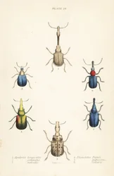 Gorgojos: Attelabus longicollis 1, Attelabus gemmatus 2, Attelabus ruficollis 3, Byctiscus populi 4, Rhycnhites pubescens 5, y Rhynchites collaris 6