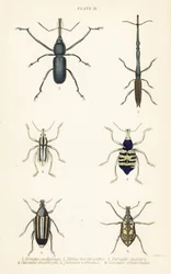 Gorgojos: Brentus ancharago 1, Rhina barbirostris 2, Curculio cuviera 3, Eupholus geoffroyi 4, Larinus ursus 5 y Curculio sphacelatus 6