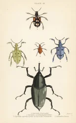 Gorgojos y escarabajos: Curculio latreillii 1, Curculio sexdecempunctatus 2, Trichaptus mutillarius 3, Pissodes castaneus 4 y Calandra heros 5
