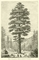 Wellingtonia (Sequoia) gigantea de California
