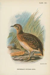 Avefría de Whitehead