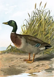 Pato salvaje o ánade real