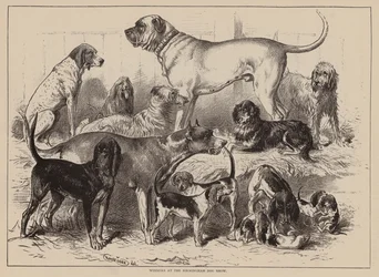 Ganadores de la exposición canina de Birmingham (grabado)