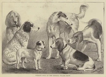 Perros Ganadores en la Exposición del Crystal Palace