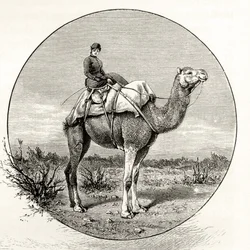 Mujer en un camello en Australia, c.1880, de 