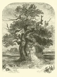 Roble de Yardley