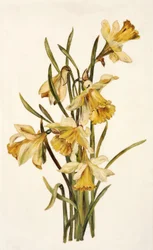 Naturaleza muerta, narcisos