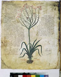 Herbario de Dioscórides (miniatura)
