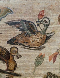 Patos nadando en una piscina