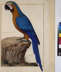 Página completa: estudio de animales, c.1650-75 (temple sobre pergamino)