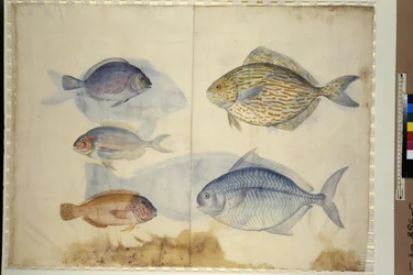 Página completa: representación de cinco especies de peces, c.1562-1580 (acuarela sobre papel)