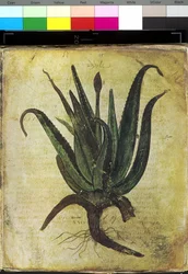 Página completa: ilustración floral: aloe