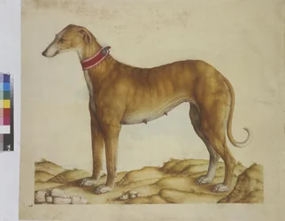 Página completa: miniatura: perro, c.1562-1580 (acuarela sobre papel)
