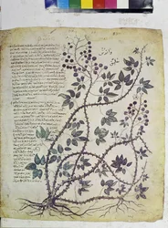 Página completa: miniatura con inscripciones: Rubus tomentosus (miniatura)