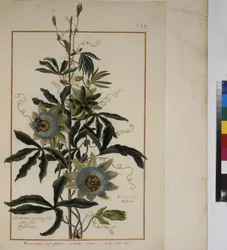 Página completa: estudio vegetal, c.1650-75