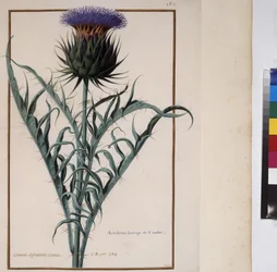 Página completa: estudio vegetal, c.1650-75