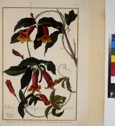 Página completa: estudio vegetal, c.1650-75