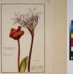 Página completa: estudio vegetal de las especies de Haemanthus de la familia de las Amarilidáceas, c.1650-75